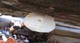 Hemipholiota populnea image