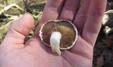 Hemipholiota populnea image