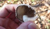 Hemipholiota populnea image