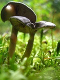 Cantharellula umbonata image