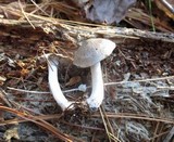 Tricholoma atrodiscus image