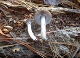 Tricholoma atrodiscus image