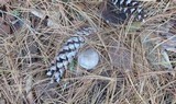 Tricholoma atrodiscus image