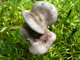 Cantharellula umbonata image