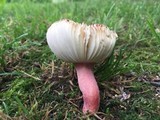 Russula mariae image