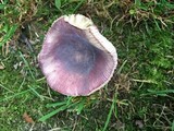 Russula mariae image