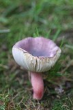Russula mariae image