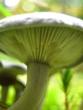 Cantharellula umbonata image