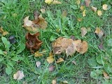 Paxillus cuprinus image