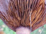 Paxillus cuprinus image