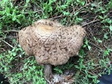 Chlorophyllum rachodes image