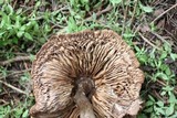 Chlorophyllum rachodes image
