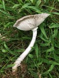 Amanita sect. Vaginatae image