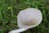 Amanita sect. Vaginatae image
