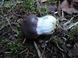 Gomphidius glutinosus image