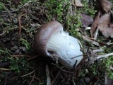 Gomphidius glutinosus image