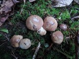 Suillus neoalbidipes image