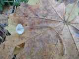 Mycena filopes image
