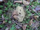 Calvatia craniiformis image
