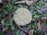 Calvatia craniiformis image