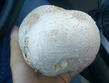 Calvatia pachyderma image