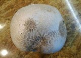 Calvatia pachyderma image