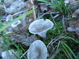 Clitocybe trulliformis image