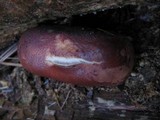 Gymnopilus thiersii image