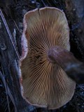 Gymnopilus thiersii image