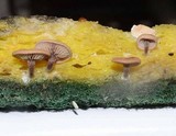Melanotus horizontalis image