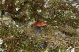 Coltricia montagnei var. greenei image