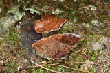 Coltricia montagnei var. greenei image