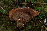 Coltricia montagnei var. greenei image
