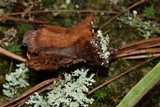 Coltricia montagnei var. greenei image
