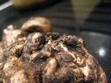 Rhizopogon villosulus image