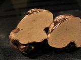Rhizopogon villosulus image