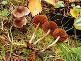 Cortinarius fulvescens image