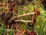 Cortinarius fulvescens image