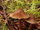 Cortinarius fulvescens image
