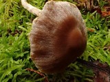 Cortinarius sertipes image