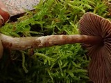 Cortinarius sertipes image
