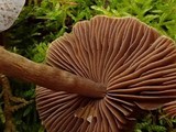 Cortinarius sertipes image