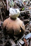 Geastrum elegans image