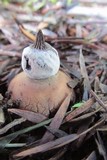 Geastrum elegans image