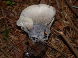 Hydnellum suaveolens image