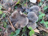 Tricholoma gausapatum image