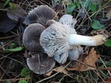Tricholoma gausapatum image