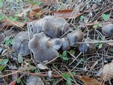 Tricholoma gausapatum image