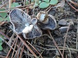 Tricholoma gausapatum image