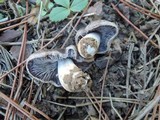 Tricholoma gausapatum image